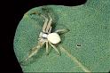 Misumena_vatia_P1094_O_82_Les Gris_Frankrijk